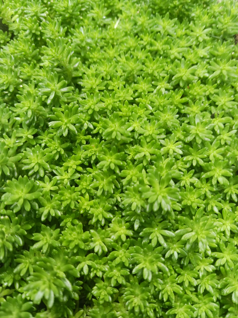 多肉植物 2個セット セダム の写真3枚目