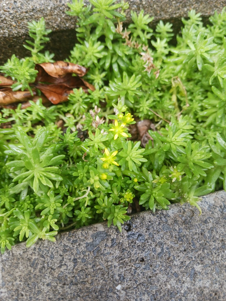 多肉植物 2個セット セダム の写真4枚目