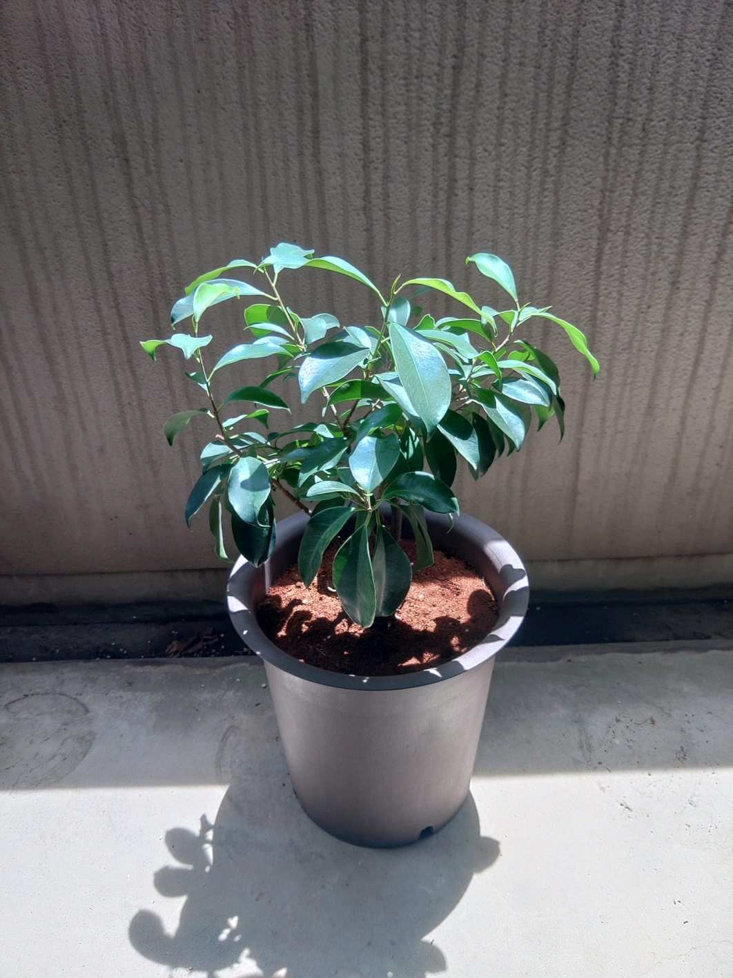 観葉植物 鉢植え (?)