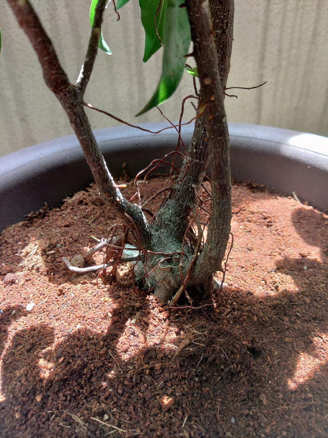 観葉植物 鉢植え (?)の写真2枚目