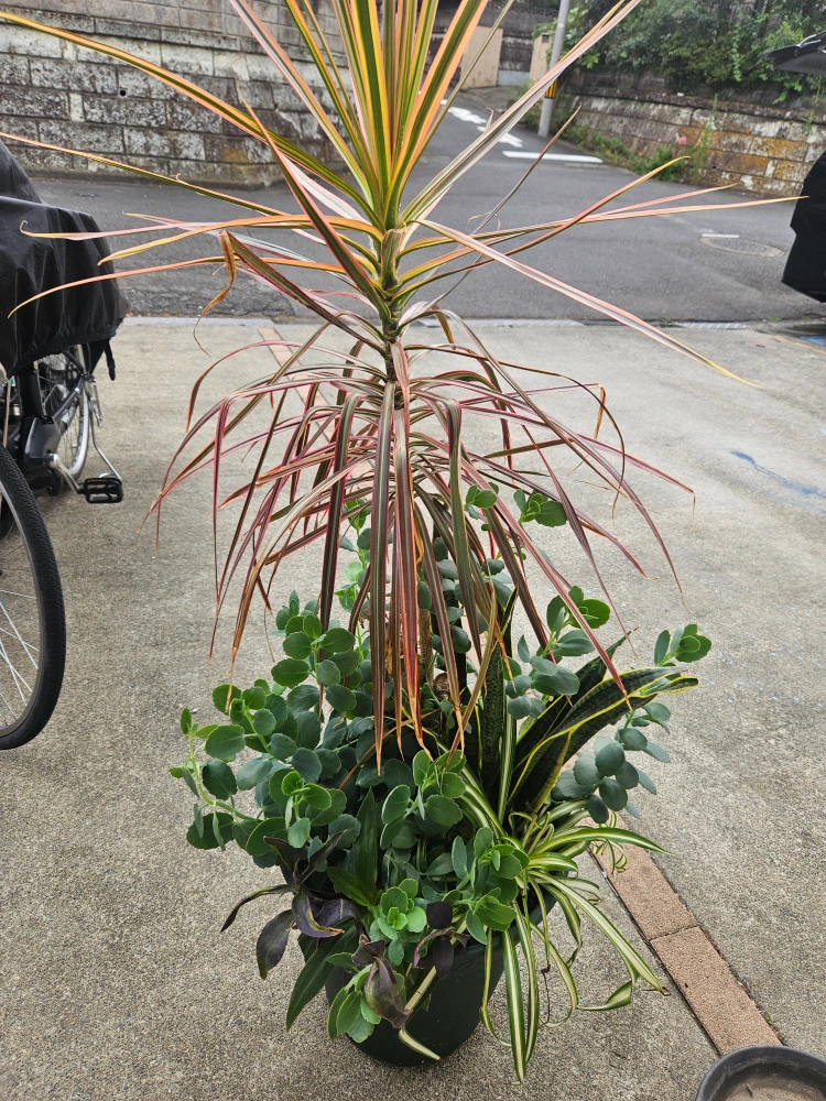 観葉植物