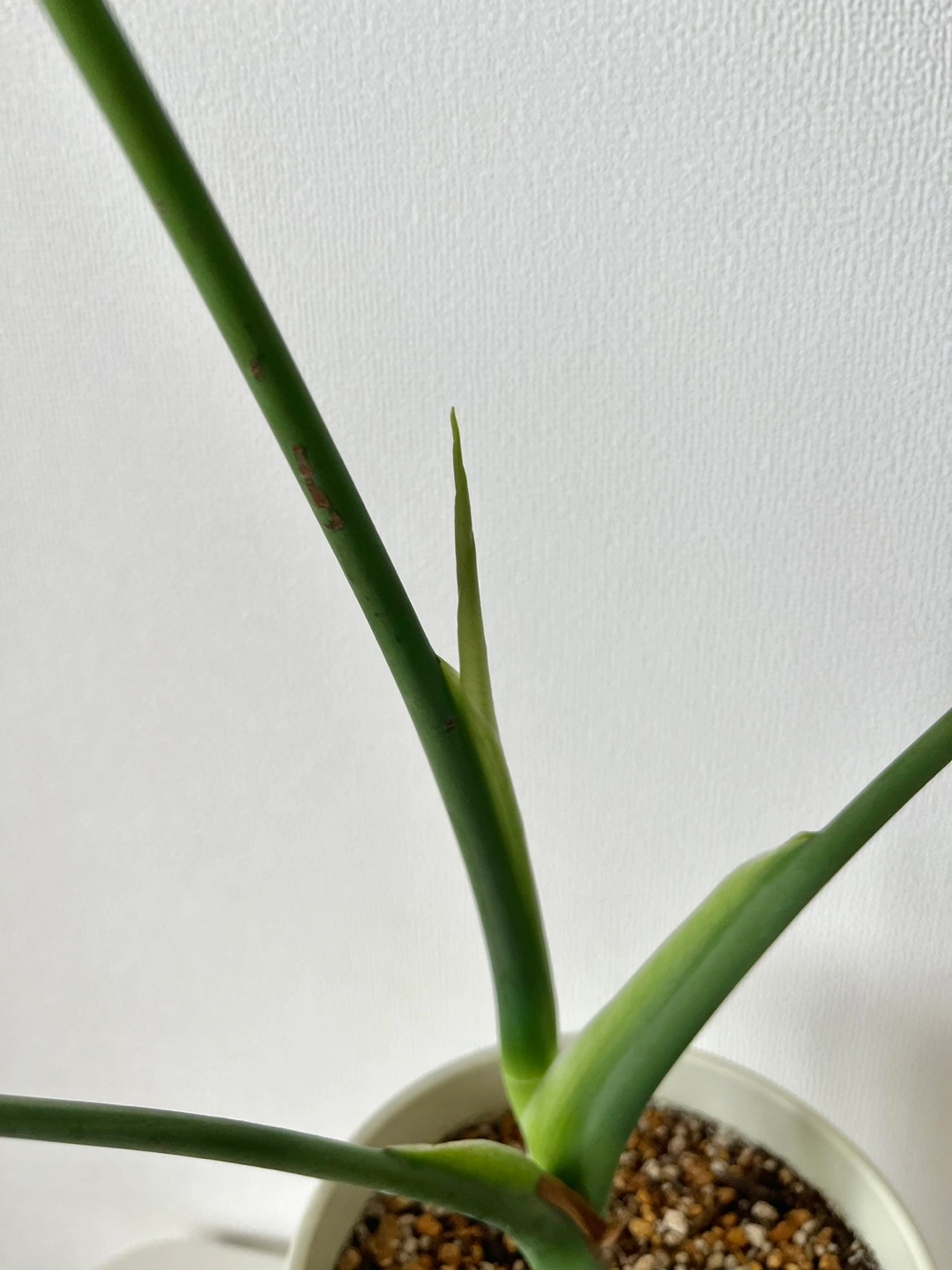 モンステラの写真2枚目