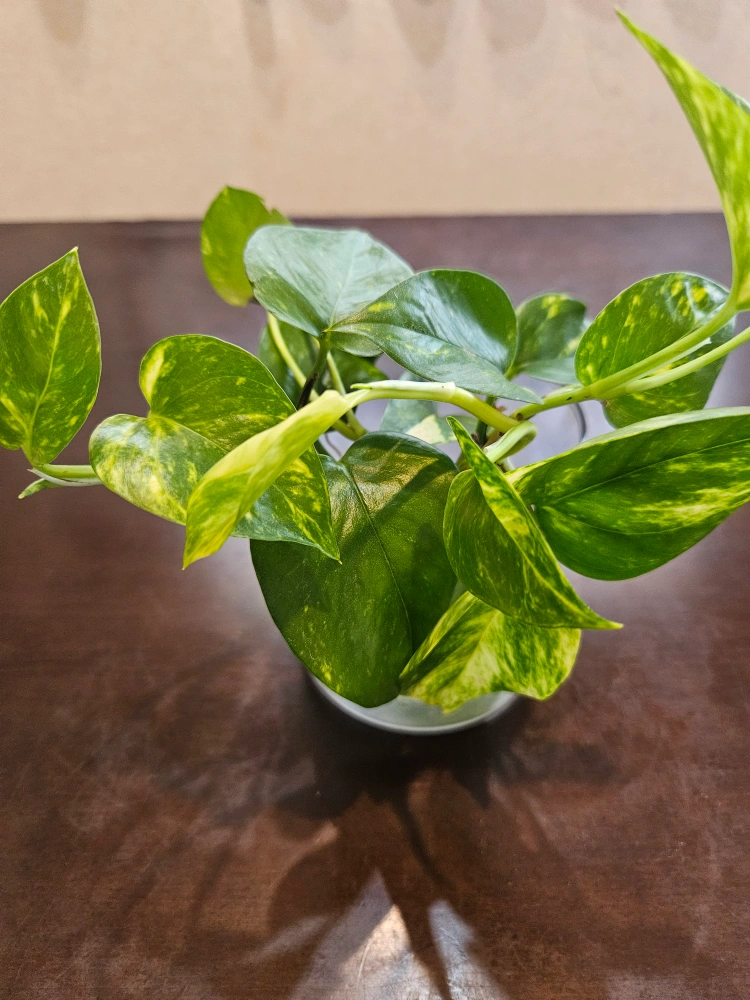 観葉植物の写真5枚目