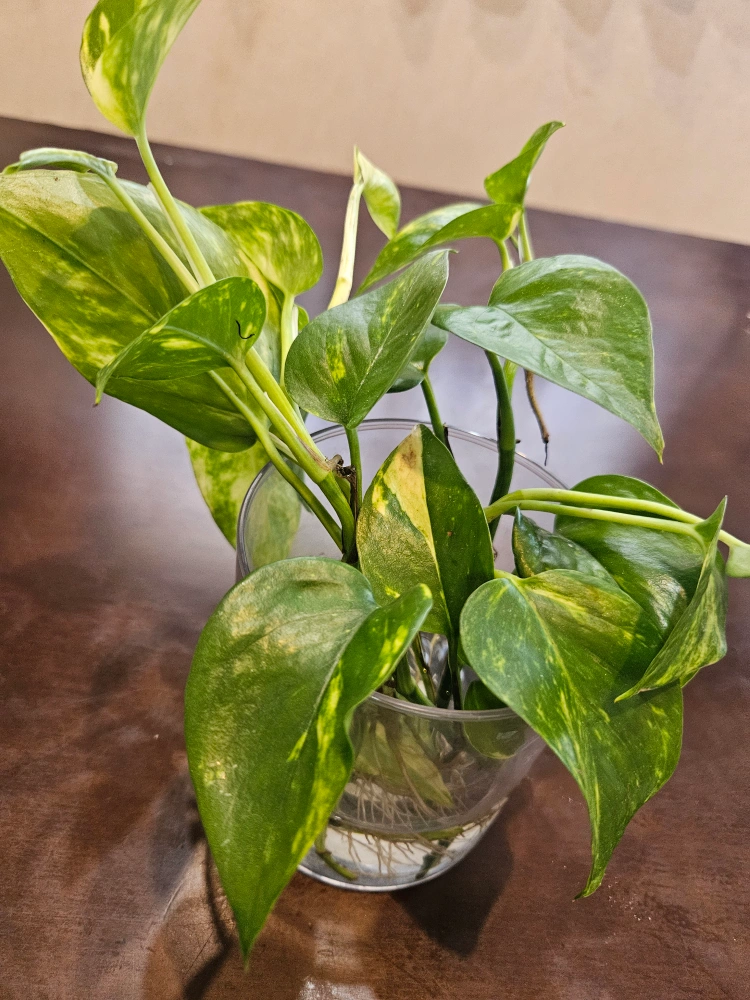 観葉植物の写真6枚目