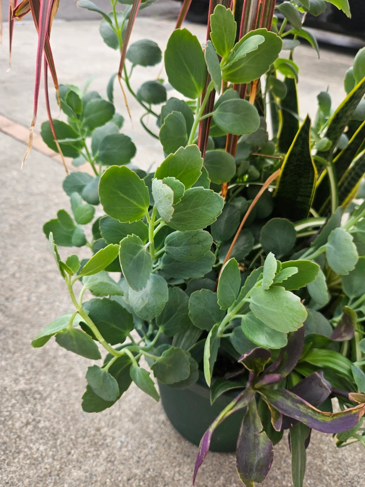 観葉植物の写真3枚目