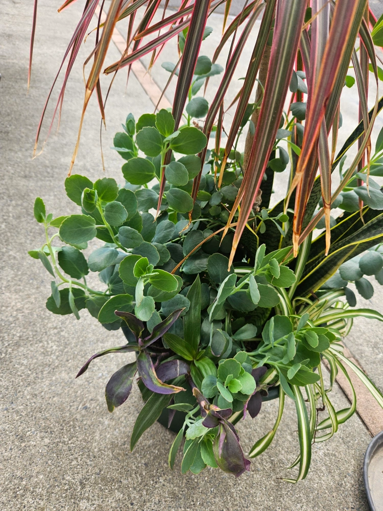 観葉植物の写真2枚目