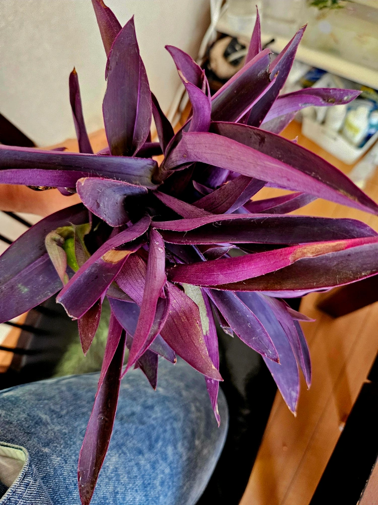 観葉植物の写真4枚目
