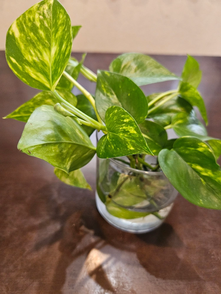 観葉植物の写真7枚目