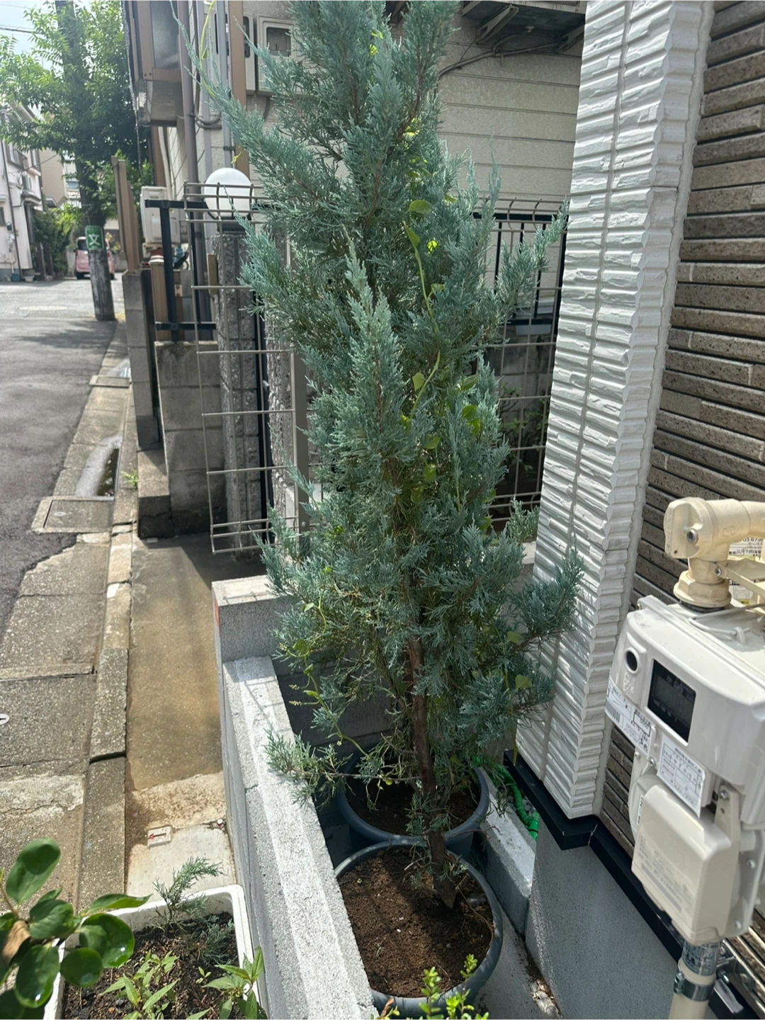 植木