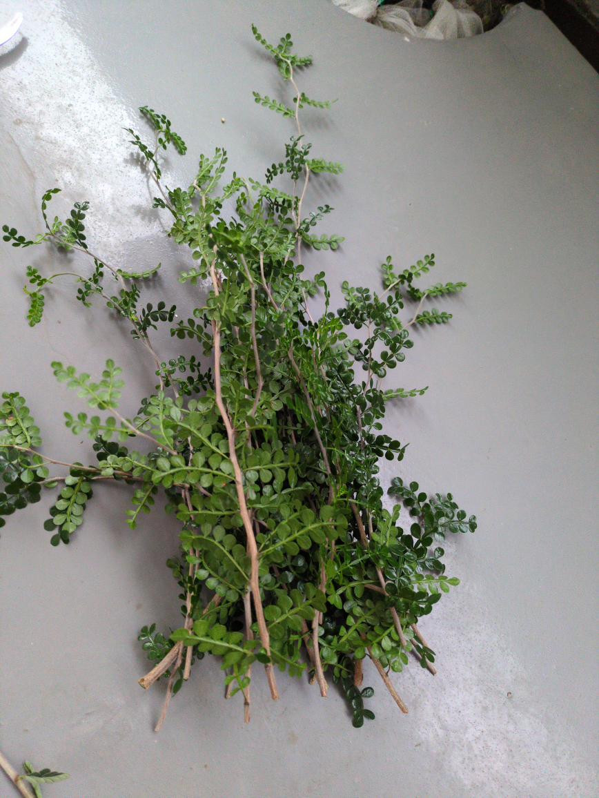 オペルクリカリア　マダガスカル希少灌木植物　挿し木用