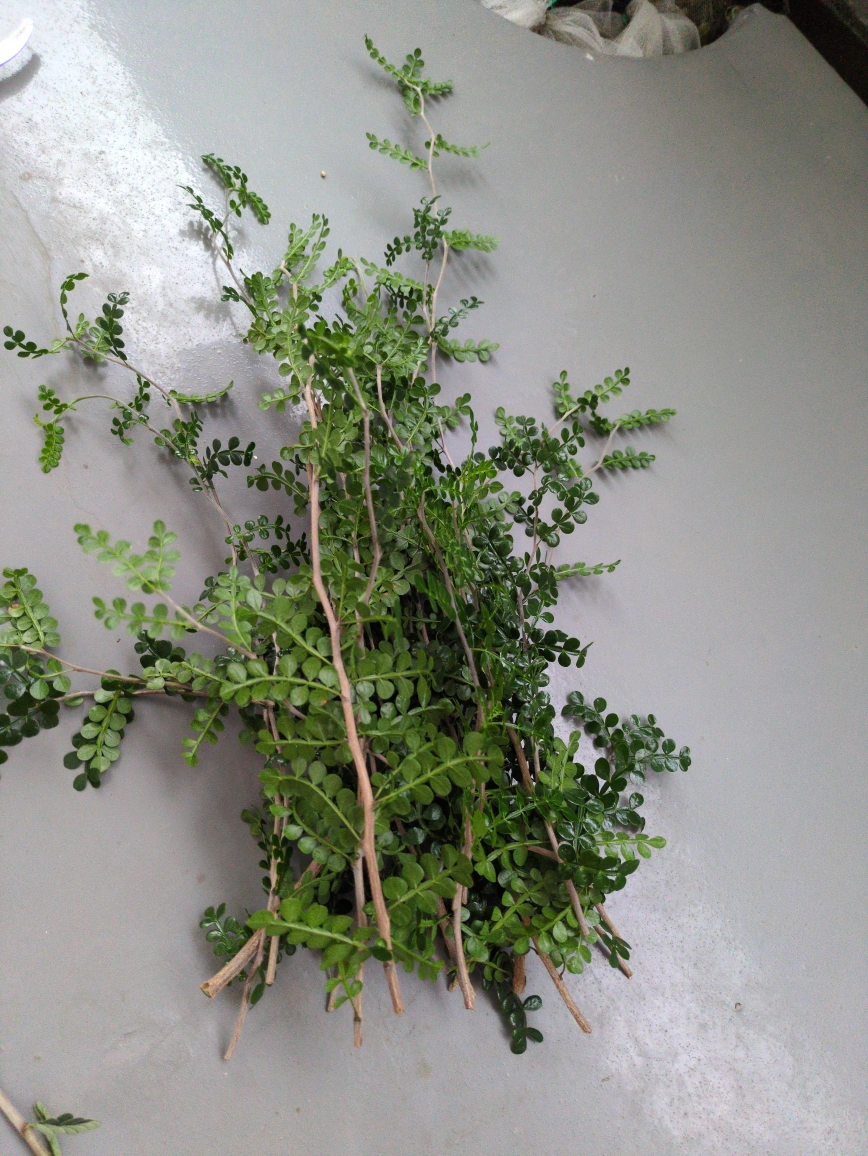 オペルクリカリア マダガスカル希少灌木植物 挿し木用