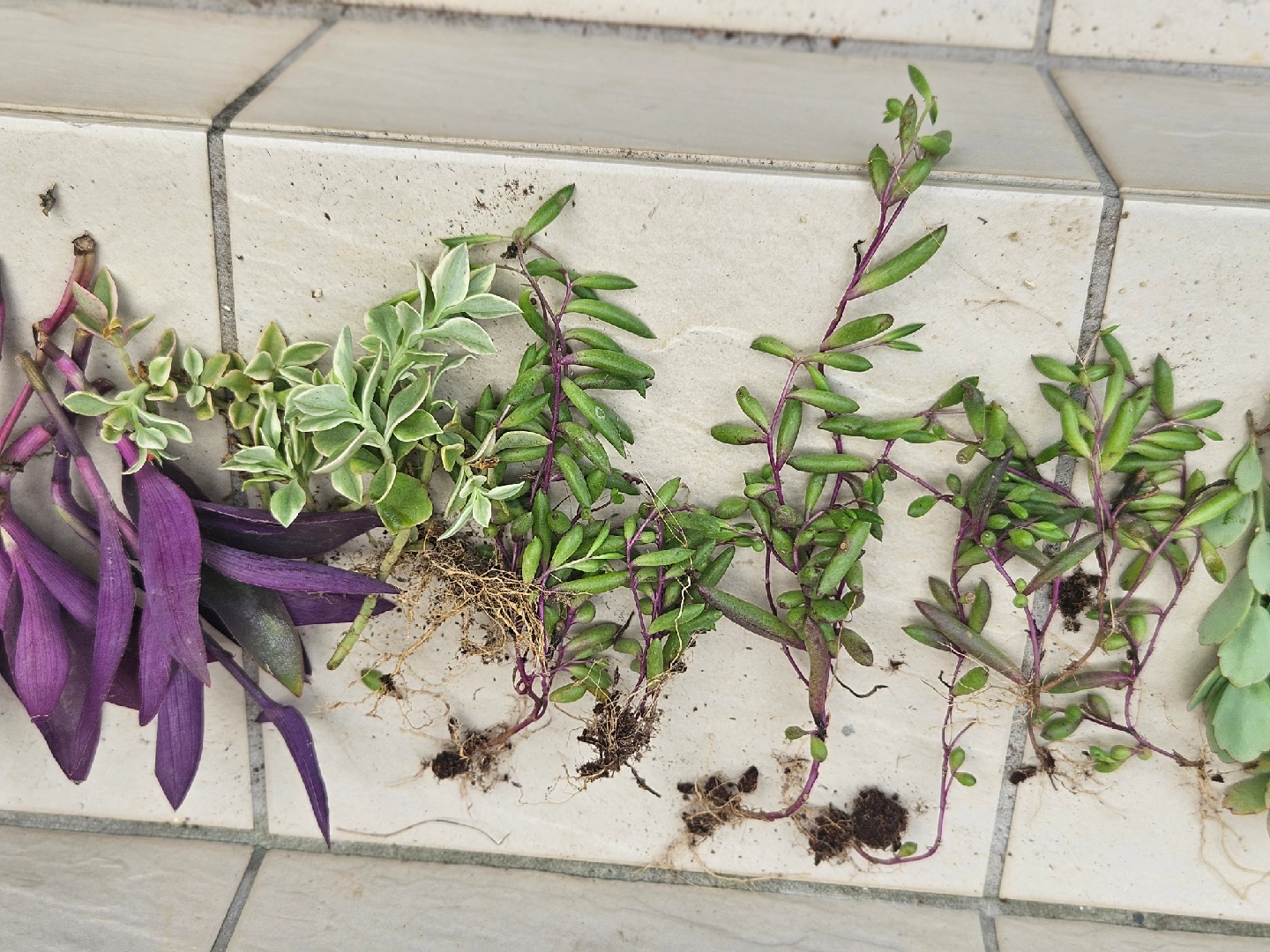 植物 挿し穂セットの写真3枚目