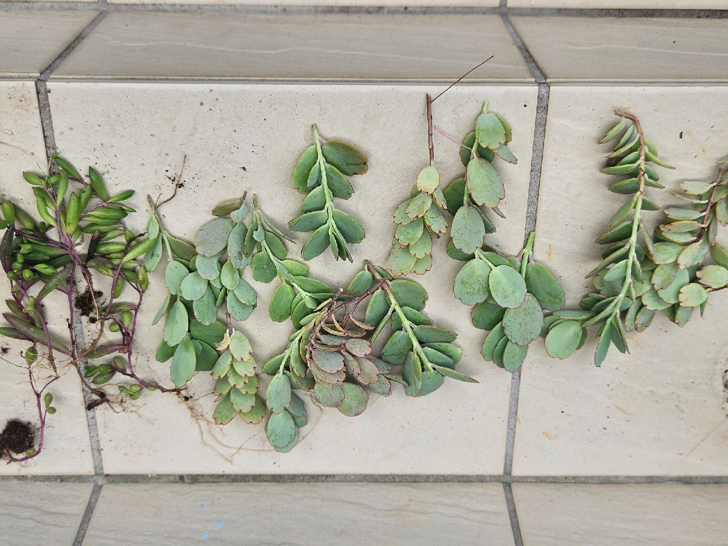植物 挿し穂セットの写真4枚目