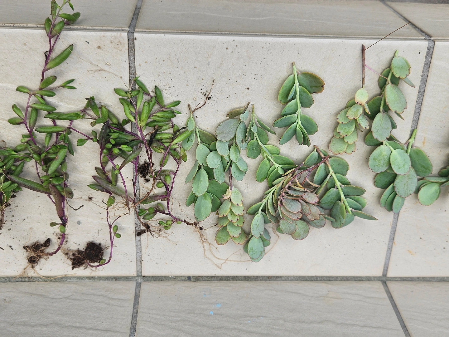 植物 挿し穂セットの写真5枚目