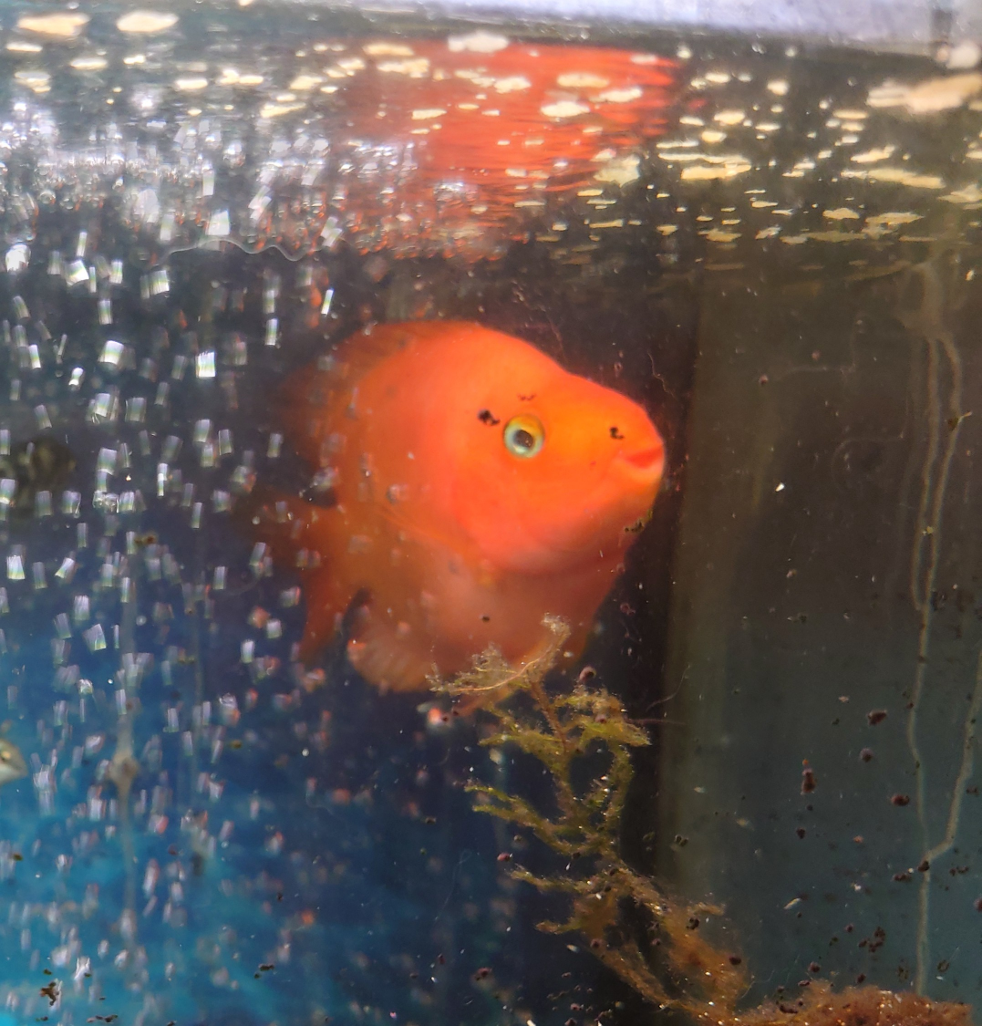 熱帯魚　パロットファイヤーの写真4枚目