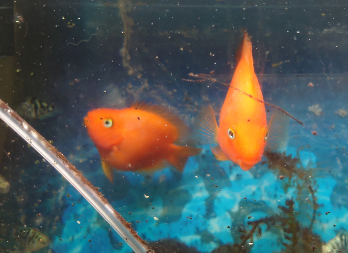 熱帯魚　パロットファイヤーの写真2枚目