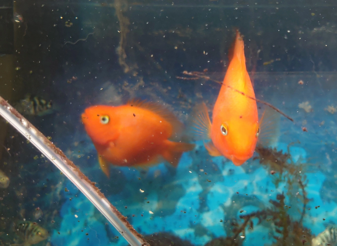 熱帯魚 パロットファイヤーの写真2枚目