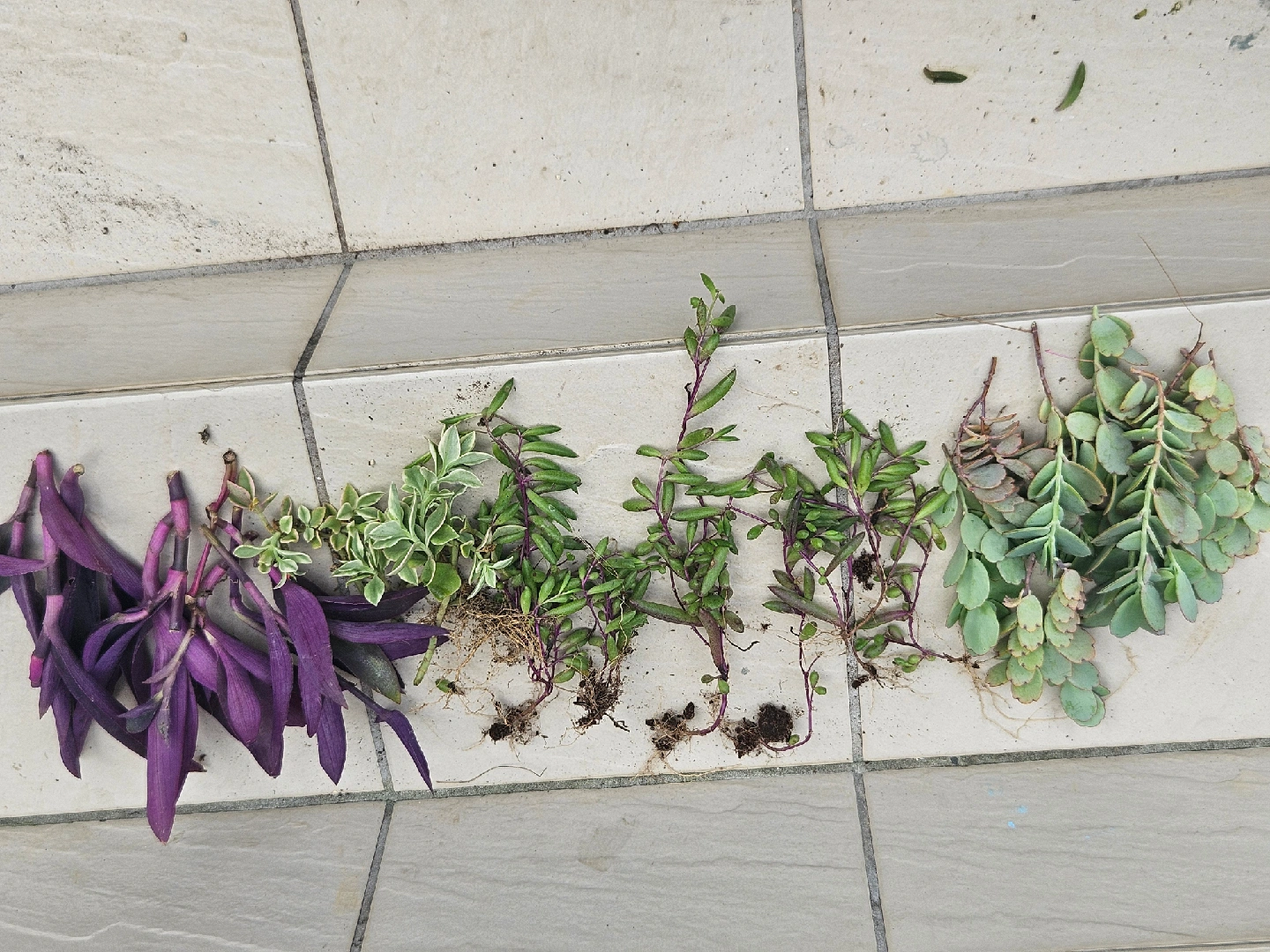 植物 挿し穂セット