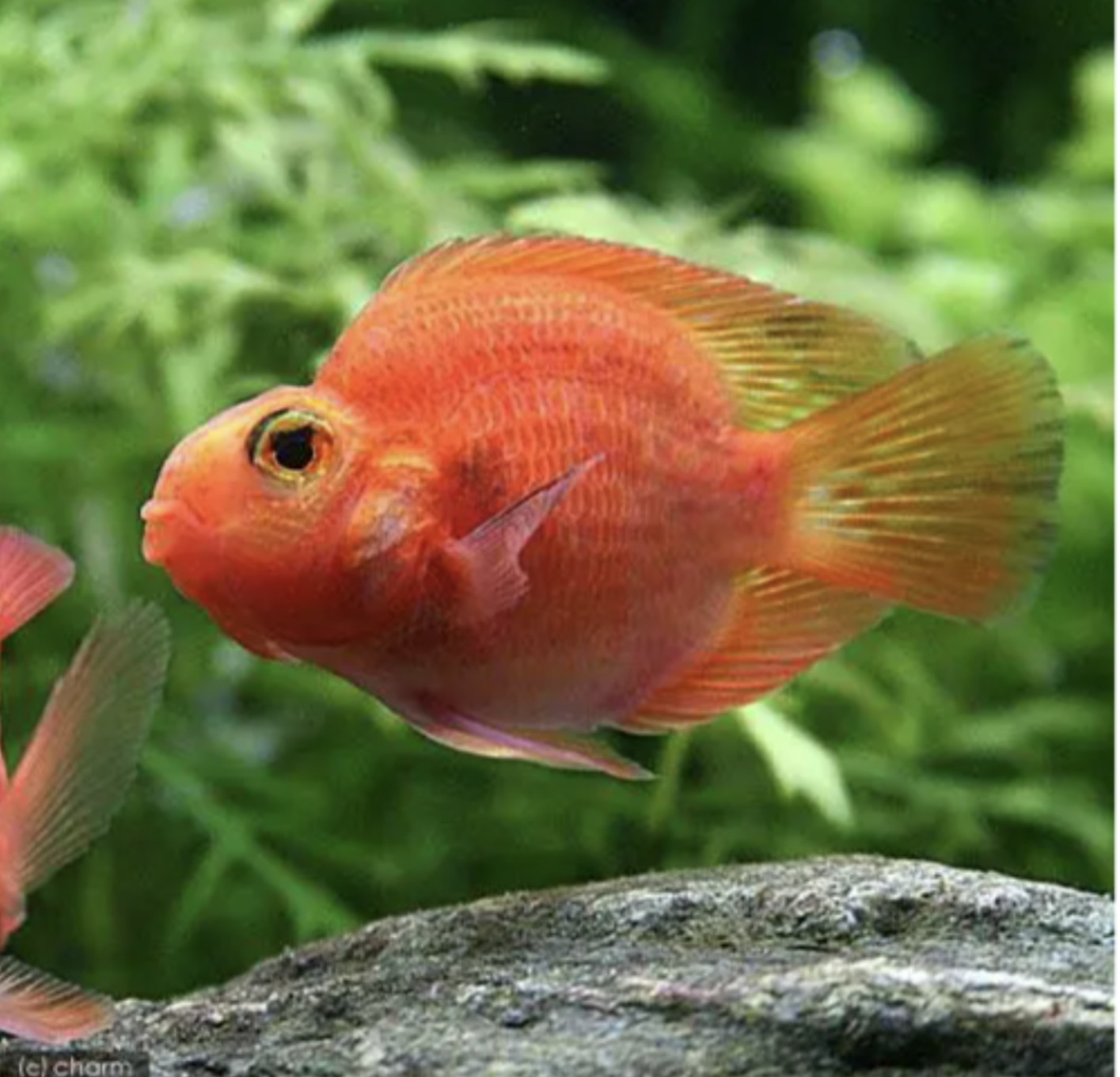 熱帯魚　パロットファイヤー