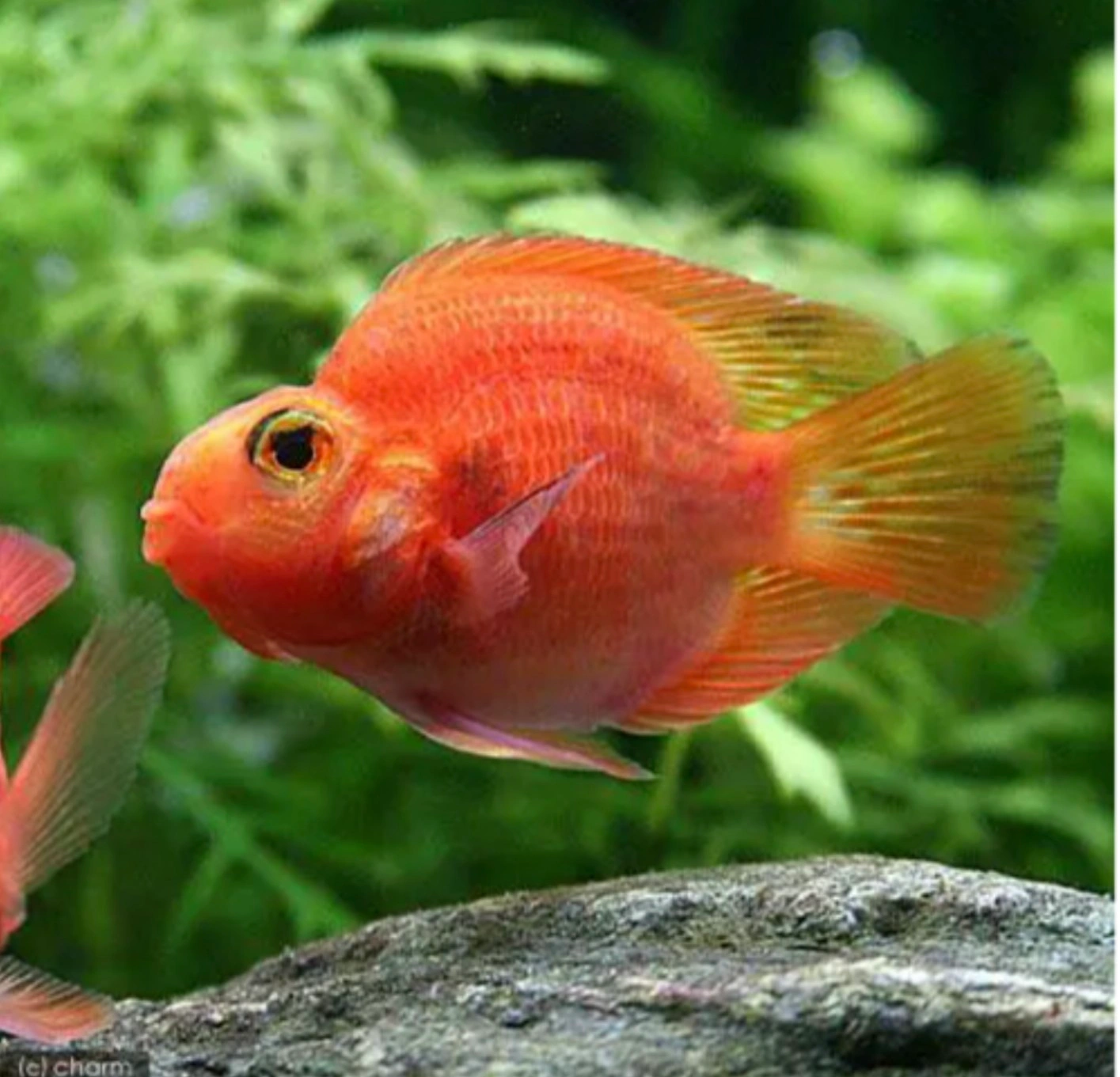 熱帯魚 パロットファイヤー