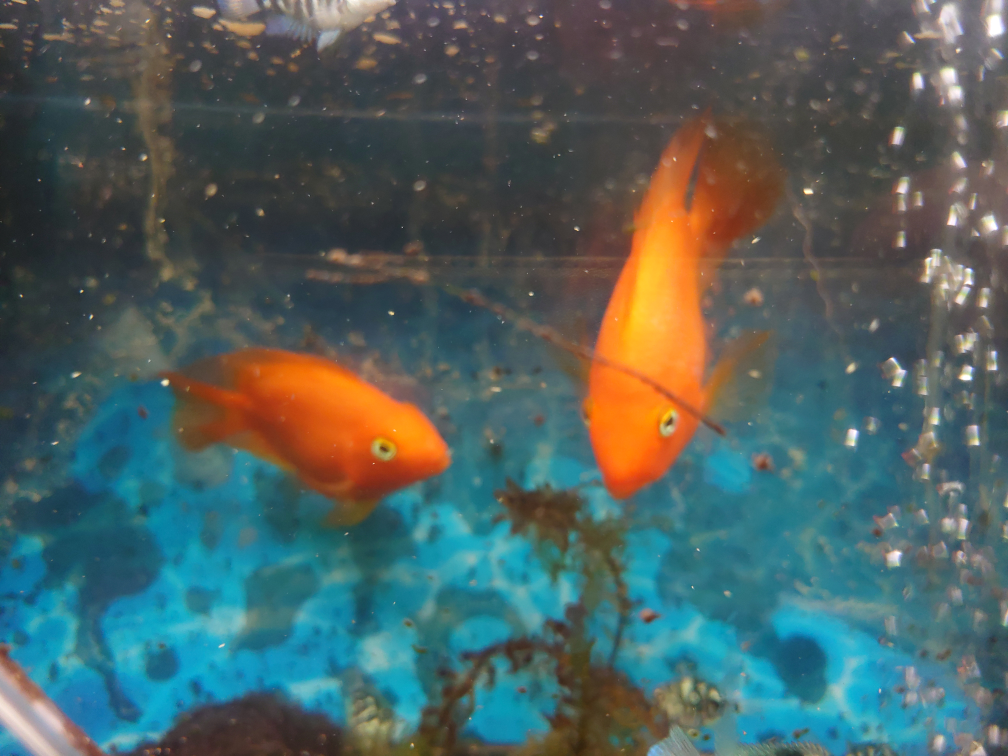 熱帯魚　パロットファイヤーの写真3枚目