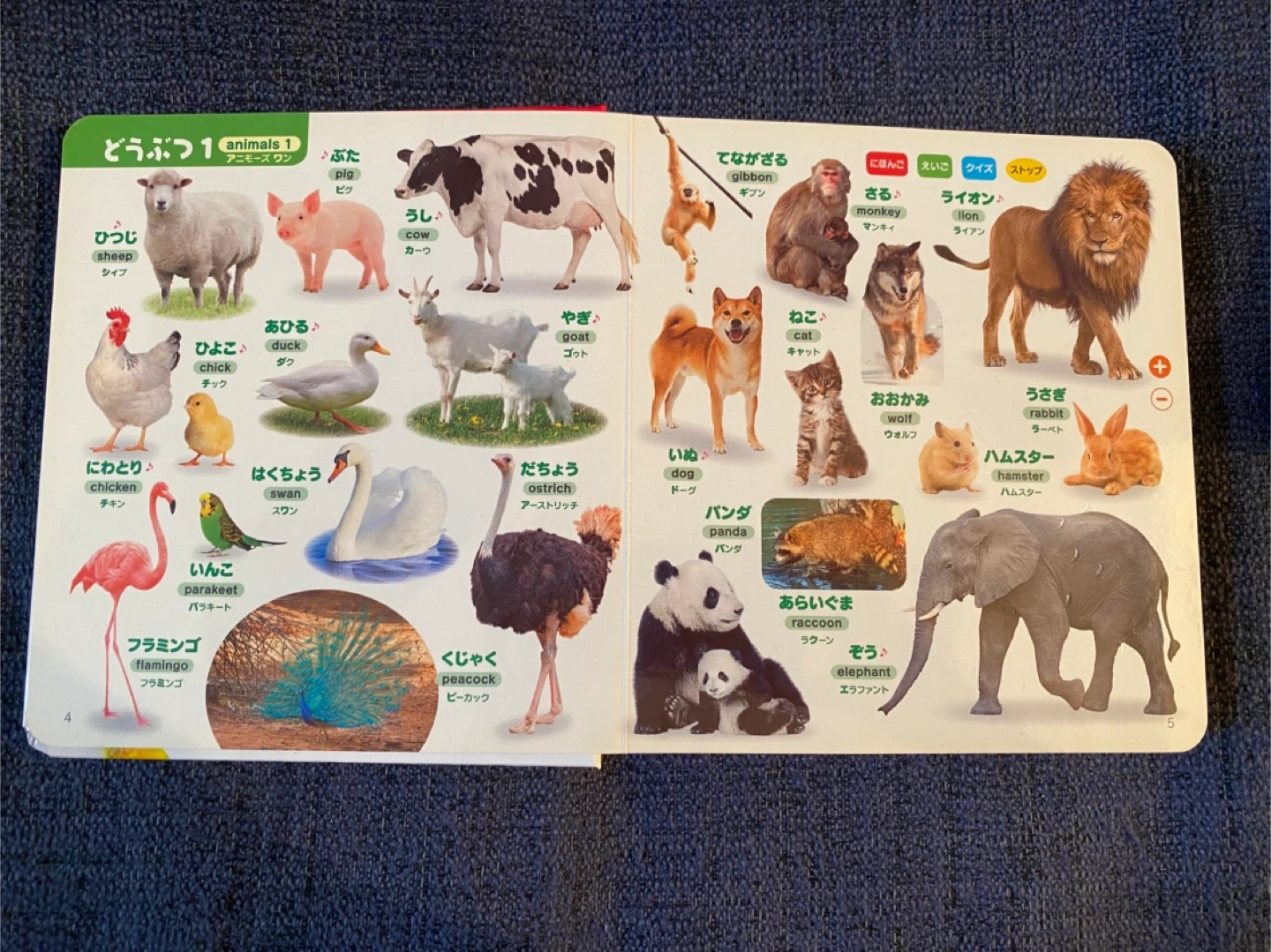 大変美品 はじめてのずかん900(日本語・英語対応)の写真4枚目