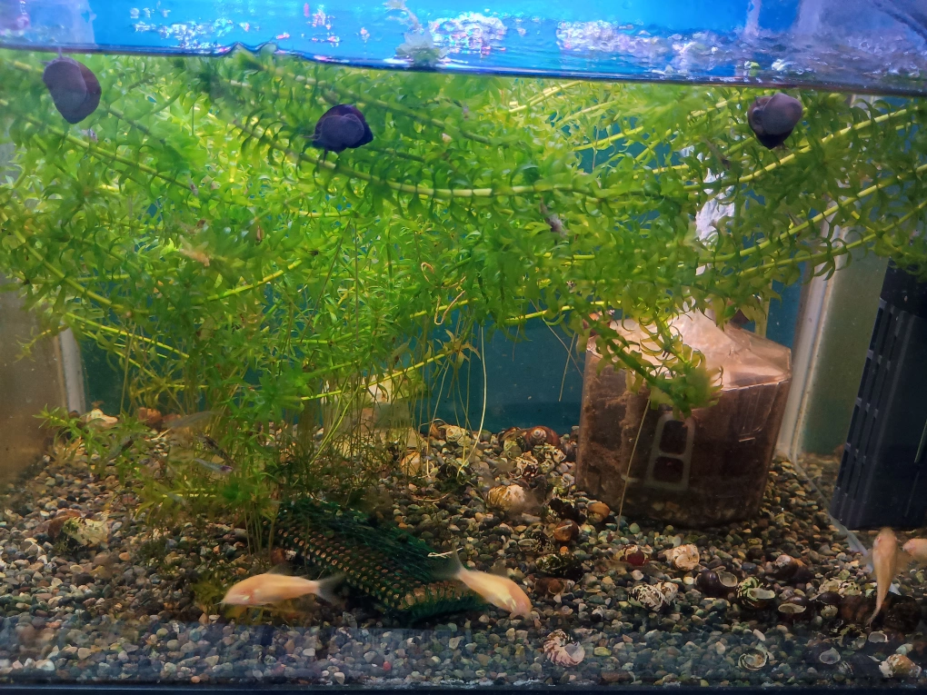 水槽セット(1個)