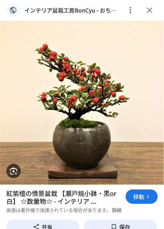 盆栽（ベニシタン）の写真2枚目