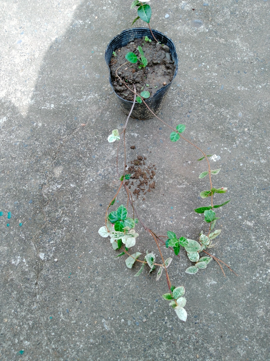 ハツユキカヅラ② 苗木 趣味 園芸 ガーデニングの写真3枚目