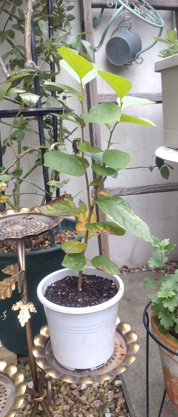 植物 苗