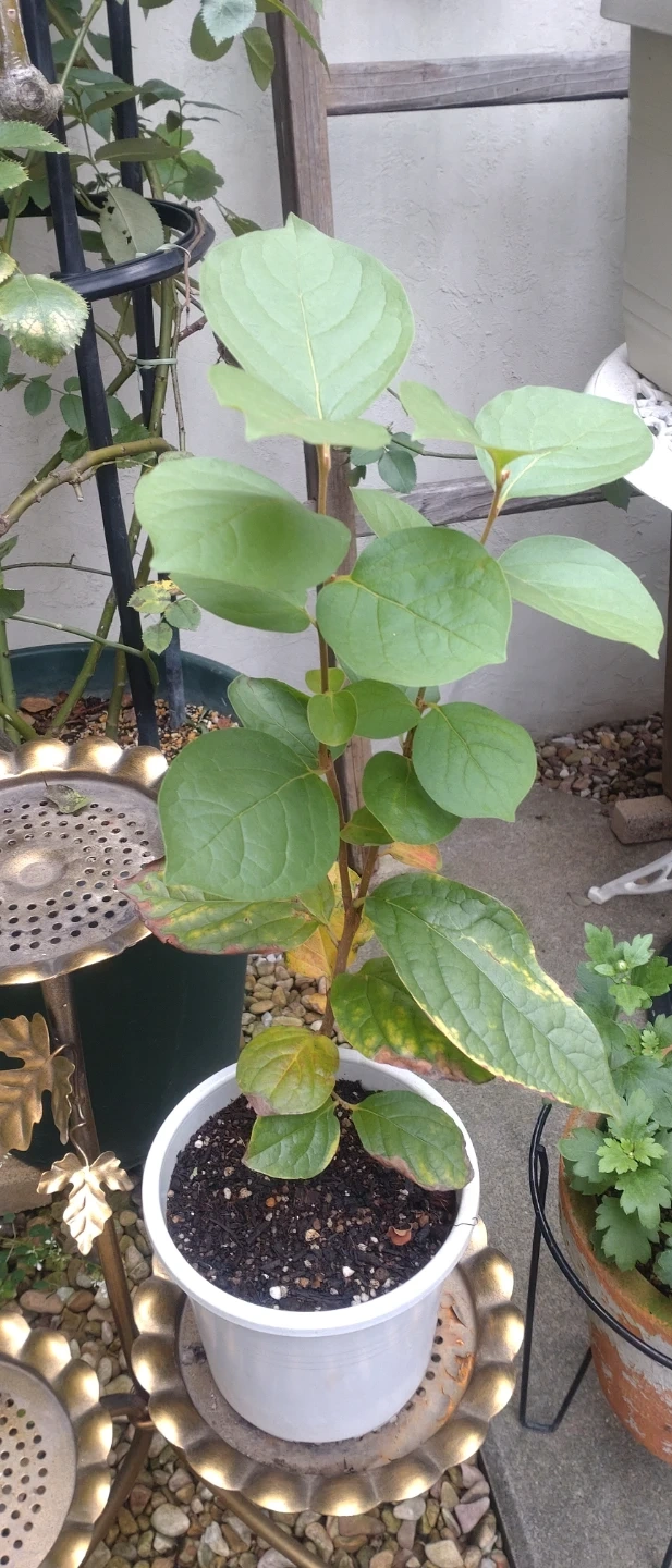 植物 苗の写真2枚目