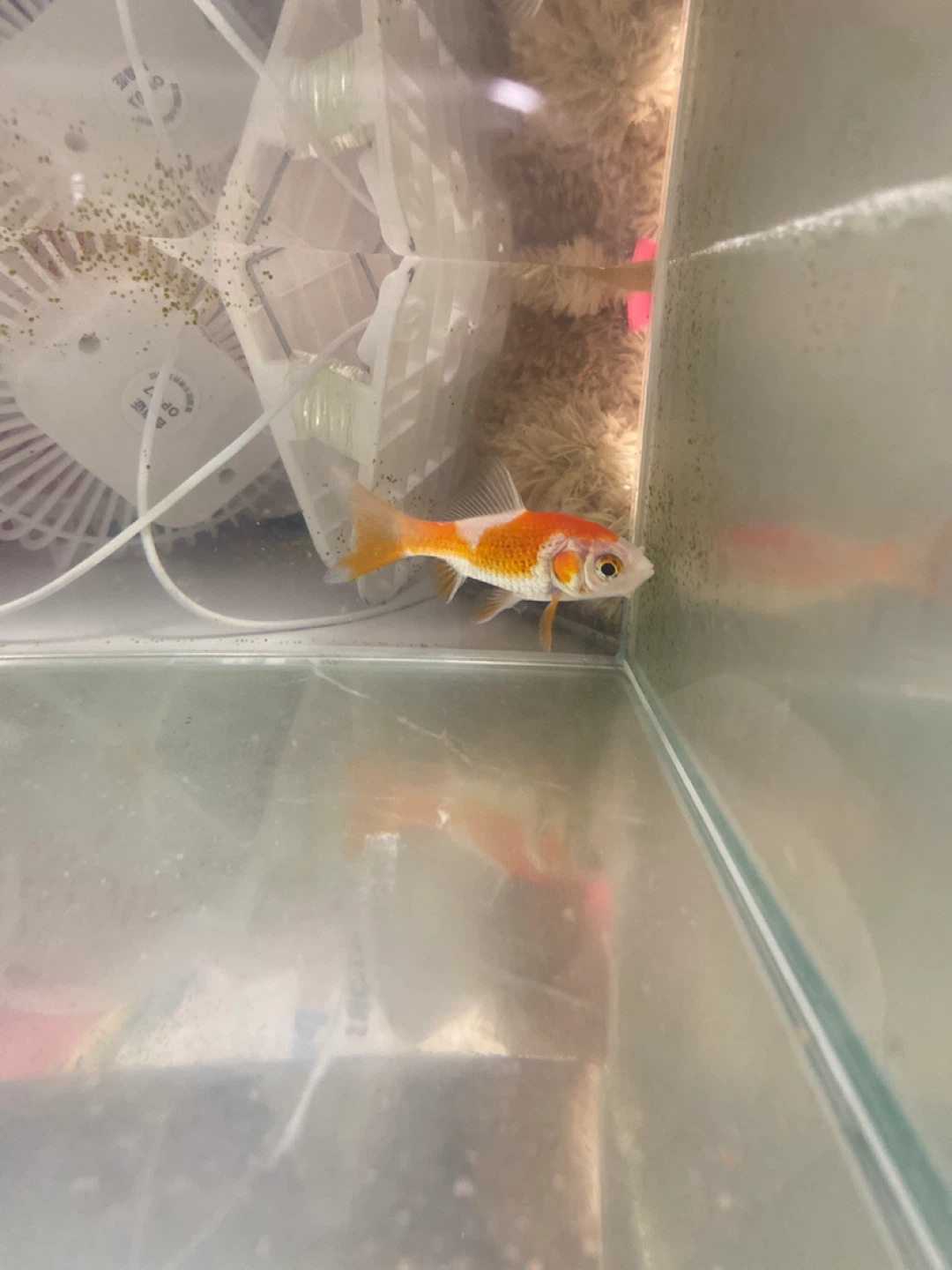 新品未使用未開封 ビューティー トリーツ ハート ブレーカー パレット ウィンバー おねむたん ウインドブレーカー フィギュア フルセット