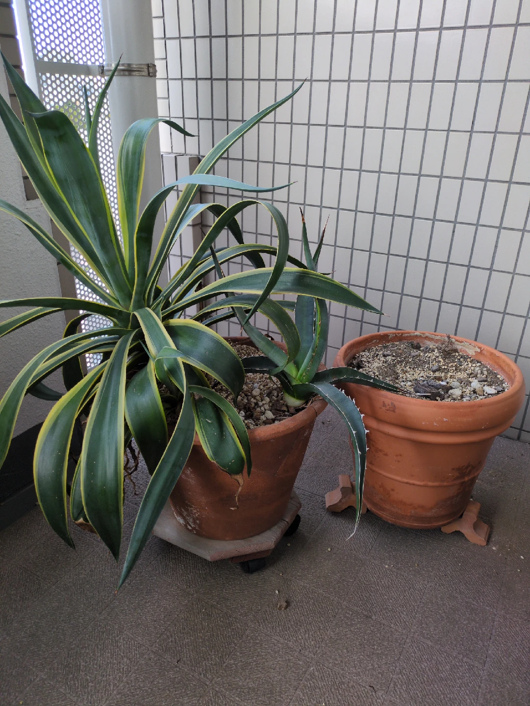 アガベ　ベネズエラ　ドライガーデン風　イタリアンテラコッタ