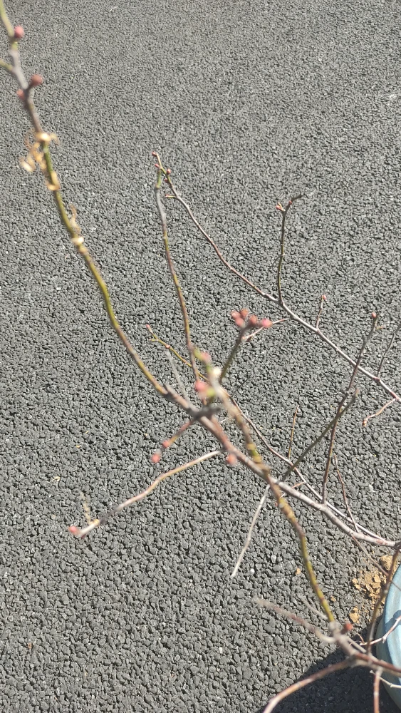 梅の盆栽の写真2枚目