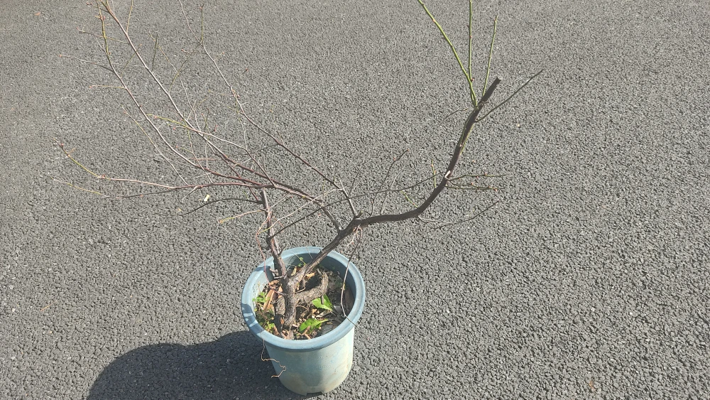 梅の盆栽