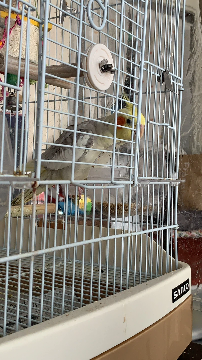鳥かご(〜中型インコ向け)の写真7枚目