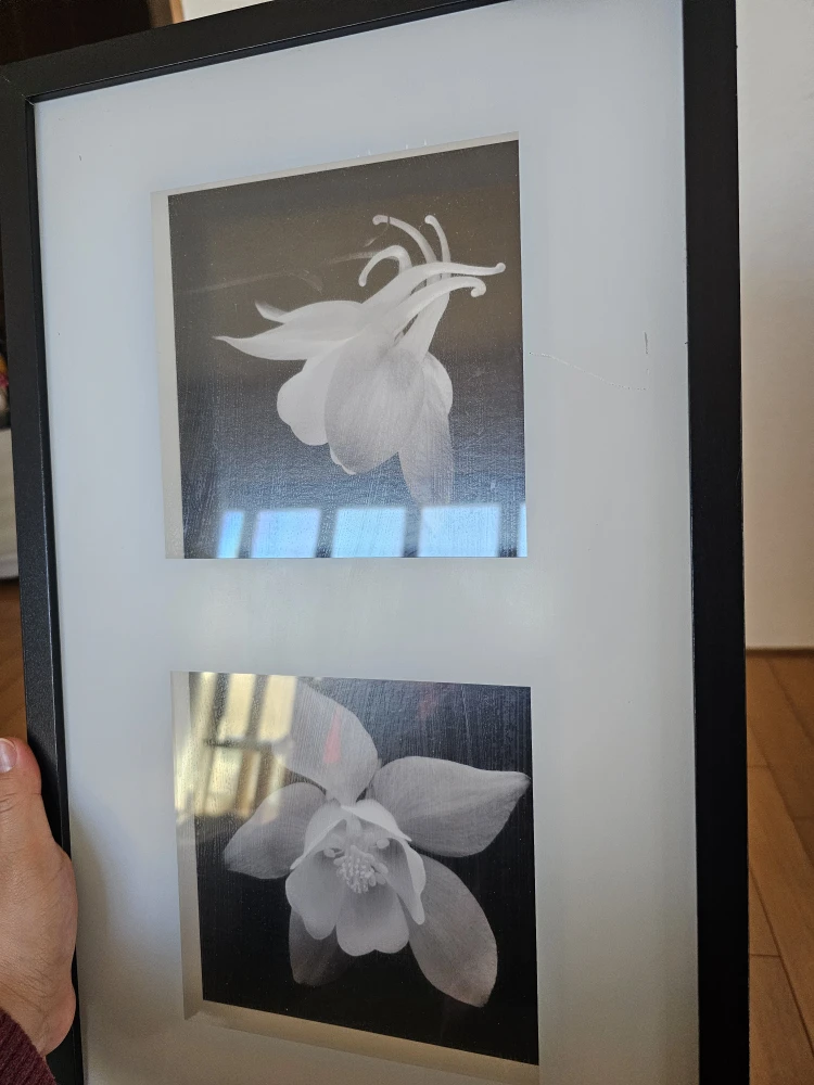 【IKEAイケア】 ERIKSLUND アート  アキレギア モノクロ 花額フレームインテリアの写真4枚目