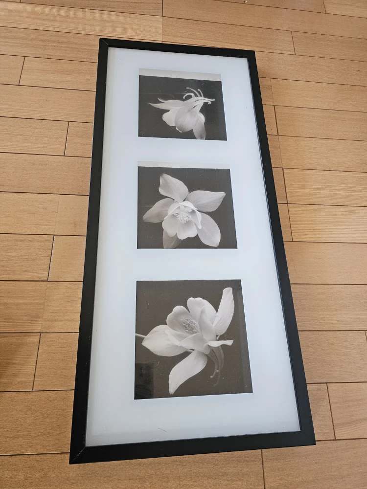【IKEAイケア】 ERIKSLUND アート  アキレギア モノクロ 花額フレームインテリア