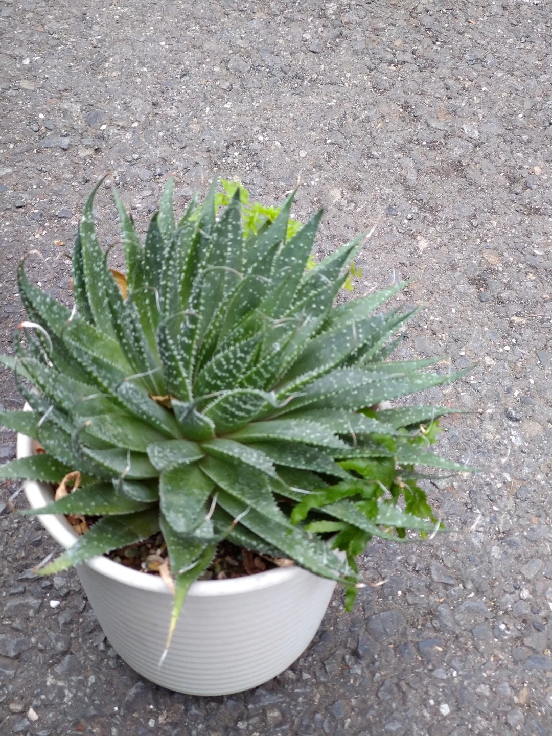 多肉植物 アロエ