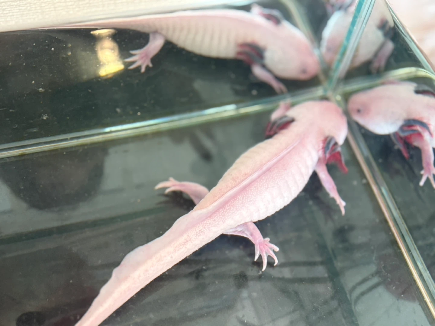 メキシコサンショウウオ(ウーパールーパー)の写真3枚目