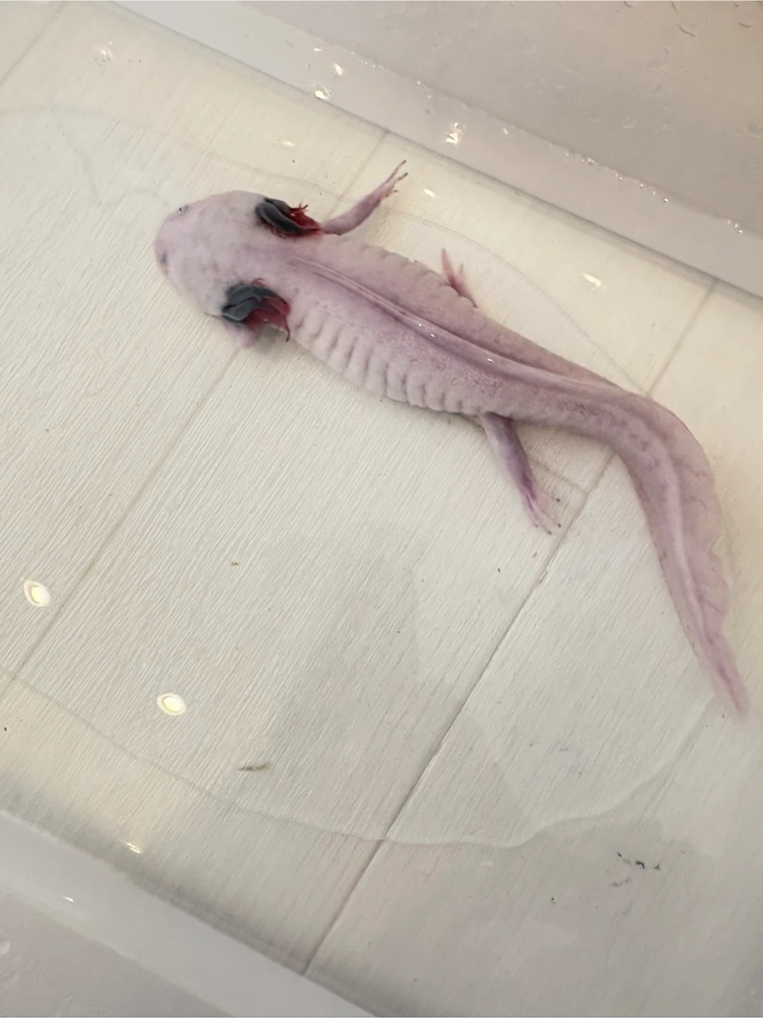 メキシコサンショウウオ(ウーパールーパー)の写真2枚目