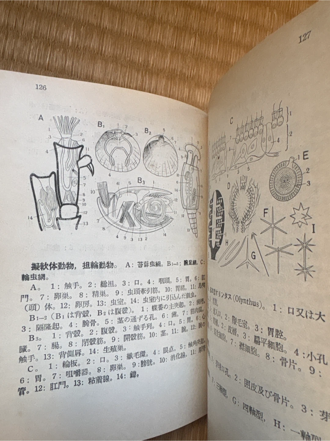 図鑑 500選の写真2枚目