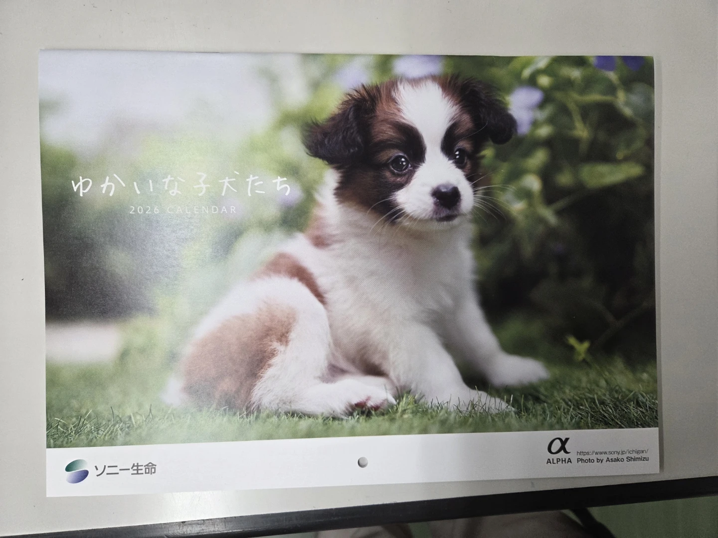 2026年 カレンダー 犬