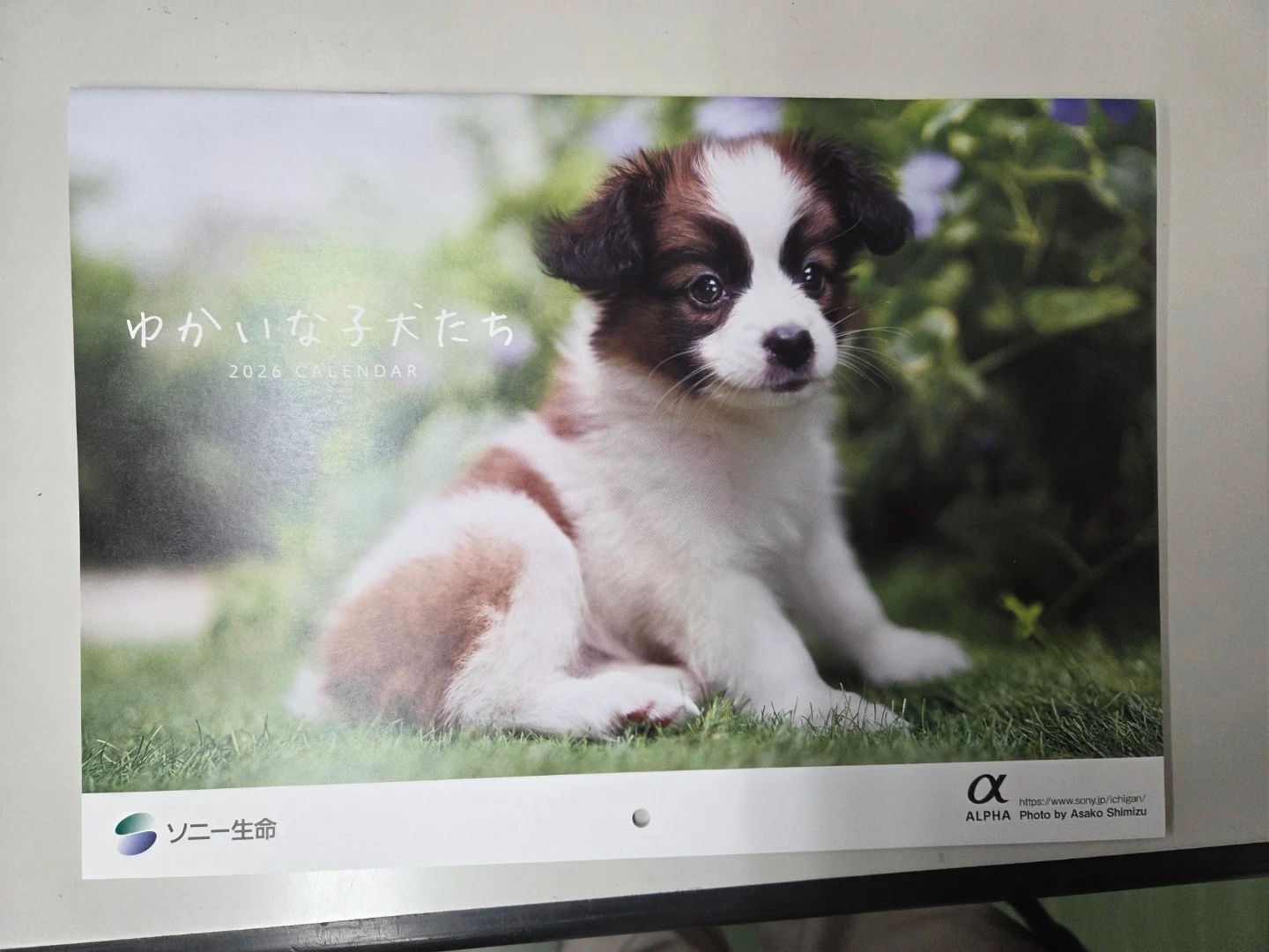 2026年 カレンダー 犬