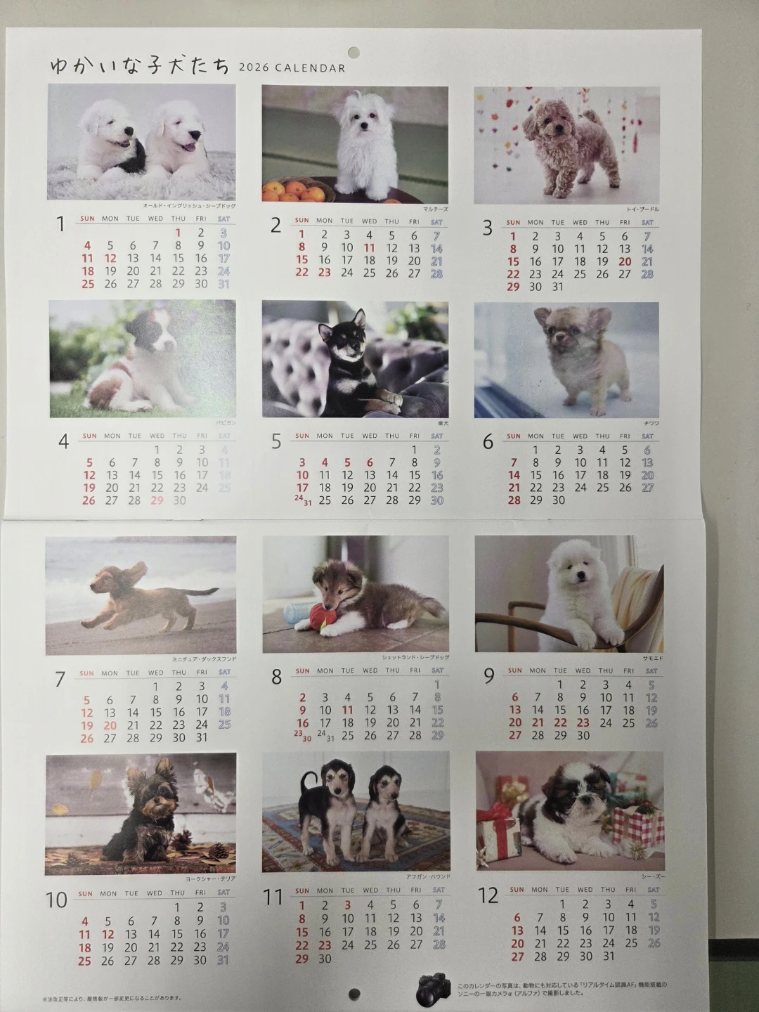 2026年 カレンダー 犬の写真2枚目