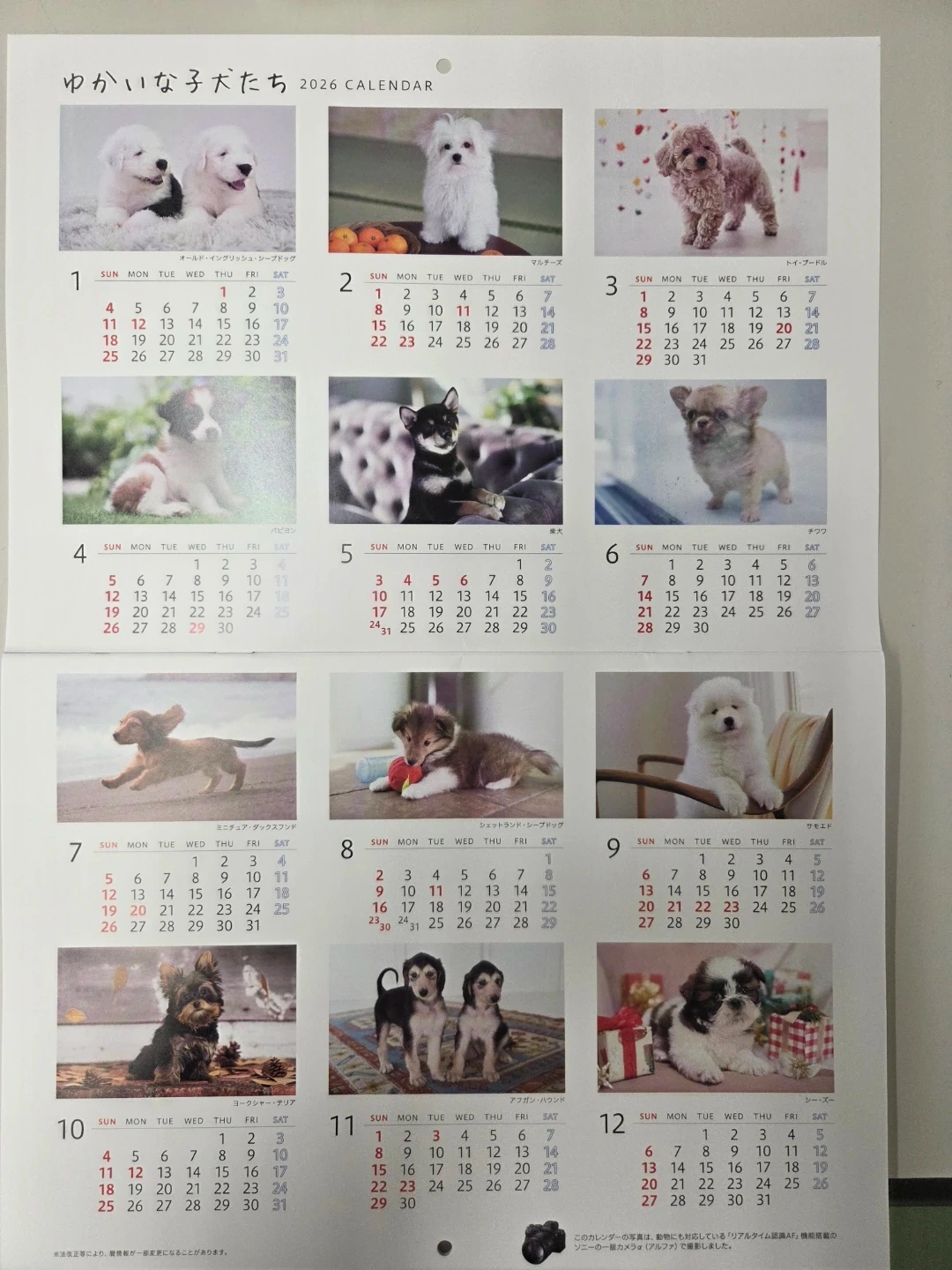 2026年 カレンダー 犬の写真2枚目