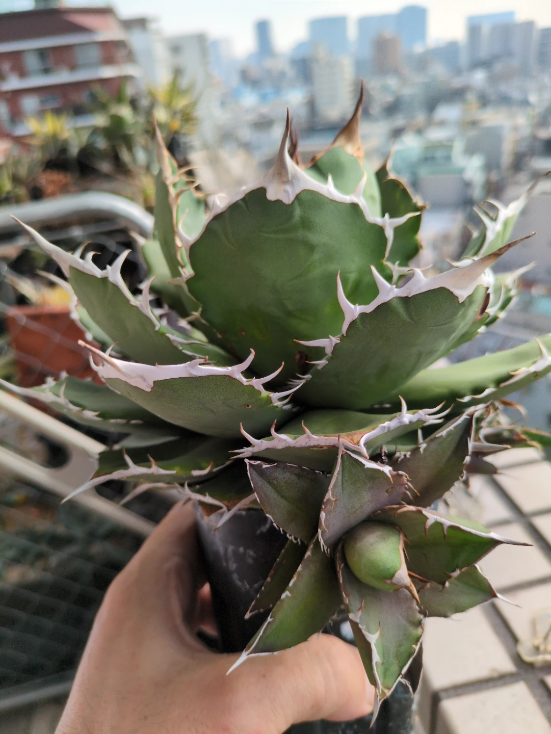 アガベ　観葉植物　チタノタノーネーム
