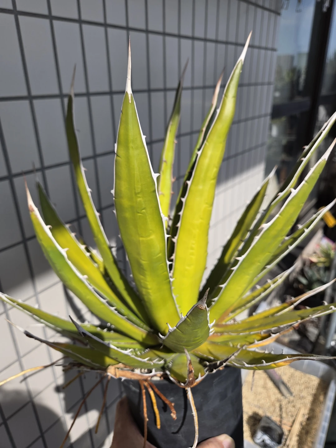 アガベ 観葉植物　ホリダ　ペロテンシス　大株の写真2枚目