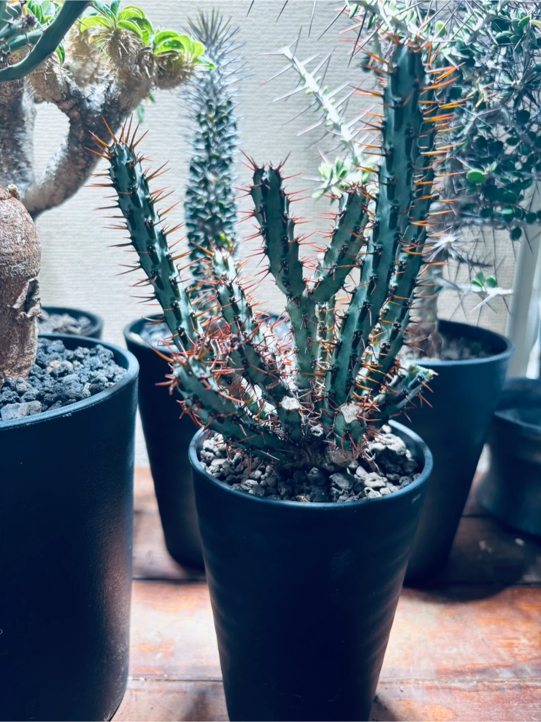 ユーフォルビア アエルギノーサ　サボテン 多肉植物の写真2枚目