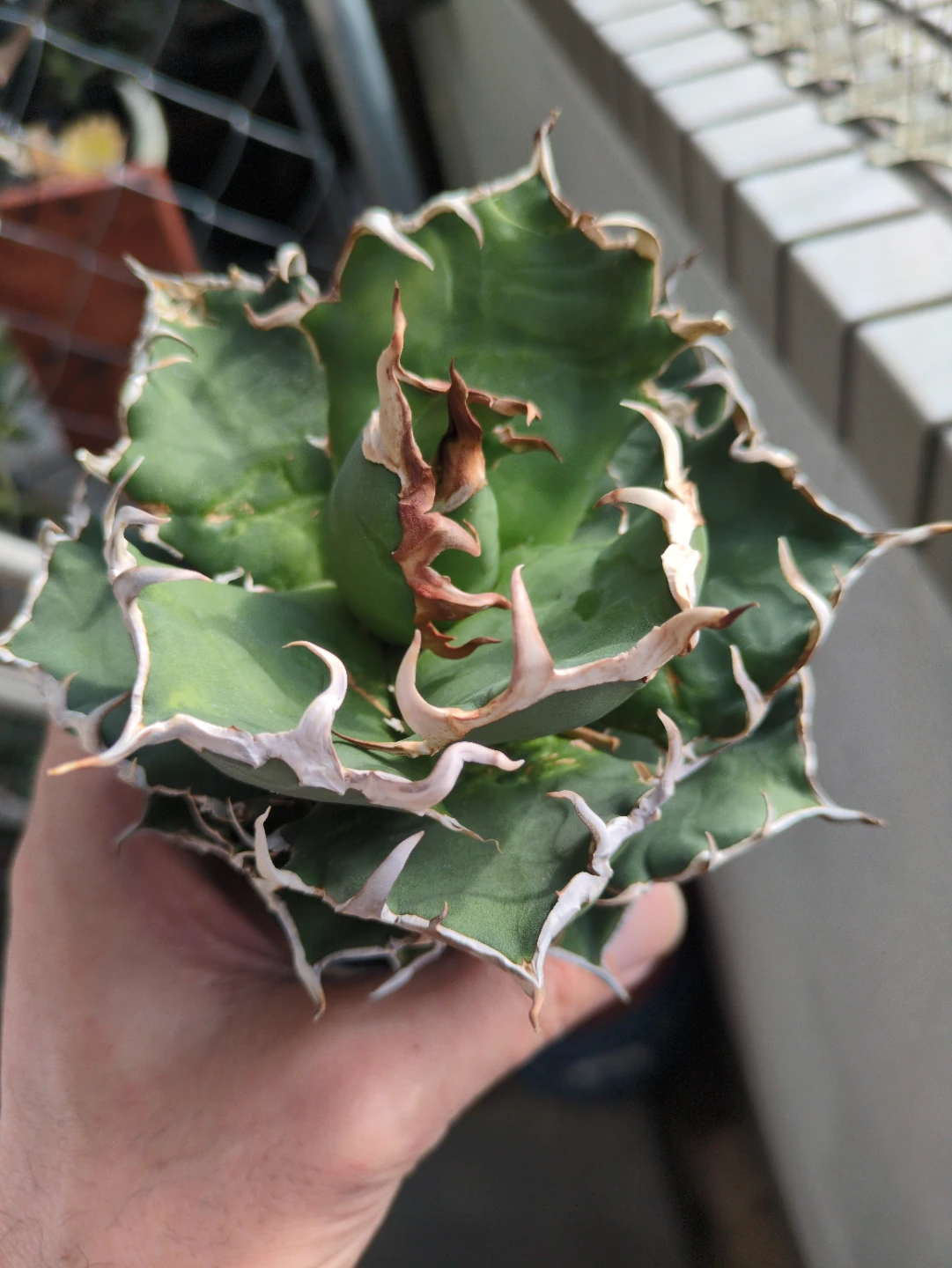 アガベ 観葉植物　チタノタシーザー③の写真2枚目